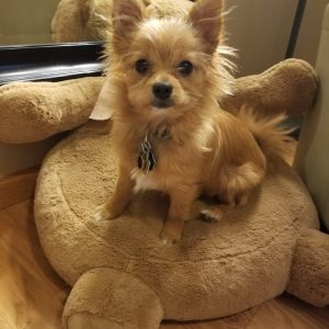 A tan puppy named Olive