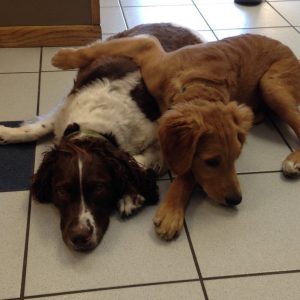 Two dogs named Finnley and Oakley laying down cuddling