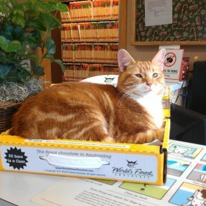 An orange kitty sitting in a box on the front desk