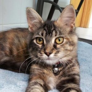 A brown and black striped cat