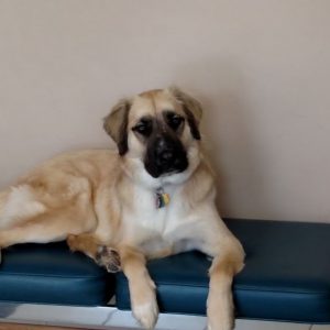A beige and black dog named Kola sitting on a bench