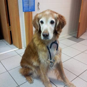 A Golden Retriever named Miles wearing a stethoscope around his neck